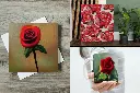 RoseCollection3_ea16e07d-25fd-429c-a012-c6a9f33ac1e4.webp